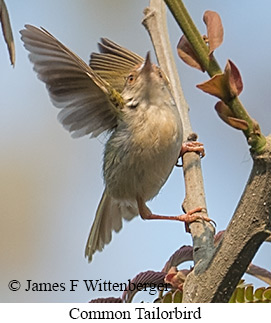 Common Tailorbird - © James F Wittenberger and Exotic Birding LLC Common Tailorbird - © James F Wittenberger and Exotic Birding LLC