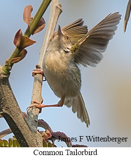 Common Tailorbird - © James F Wittenberger and Exotic Birding LLC