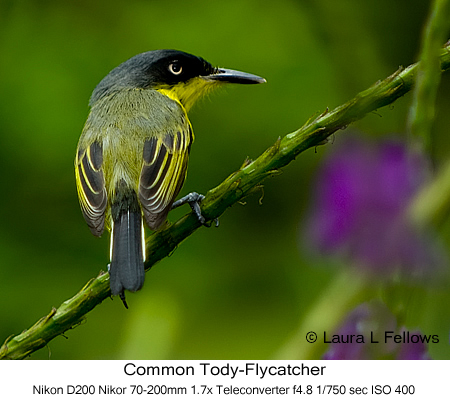 Common Tody-Flycatcher - © Laura L Fellows and Exotic Birding Tours
