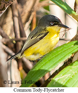 Common Tody-Flycatcher - © Laura L Fellows and Exotic Birding LLC