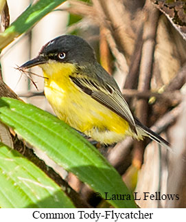 Common Tody-Flycatcher - © Laura L Fellows and Exotic Birding LLC