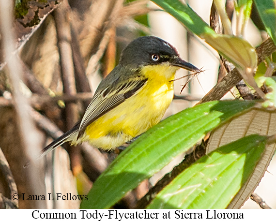 Common Tody-Flycatcher - © Laura L Fellows and Exotic Birding LLC