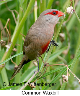 Common Waxbill - © James F Wittenberger and Exotic Birding LLC
