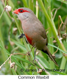Common Waxbill - © James F Wittenberger and Exotic Birding LLC Common Waxbill - © James F Wittenberger and Exotic Birding LLC