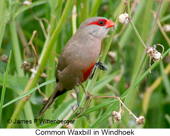 Common Waxbill - © James F Wittenberger and Exotic Birding LLC