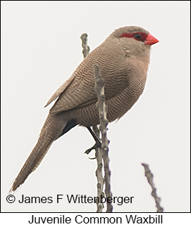 Common Waxbill - © James F Wittenberger and Exotic Birding LLC Common Waxbill - © James F Wittenberger and Exotic Birding LLC
