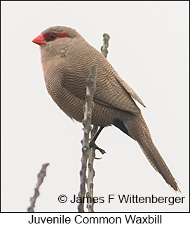 Common Waxbill - © James F Wittenberger and Exotic Birding LLC