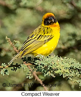Compact Weaver - © James F Wittenberger and Exotic Birding LLC Compact Weaver - © James F Wittenberger and Exotic Birding LLC