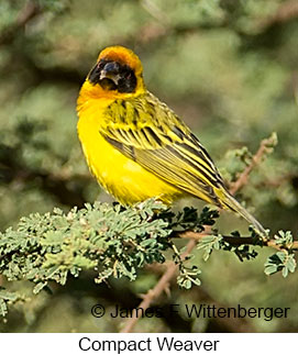 Compact Weaver - © James F Wittenberger and Exotic Birding LLC