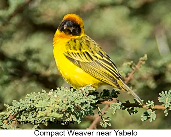 Compact Weaver - © James F Wittenberger and Exotic Birding LLC