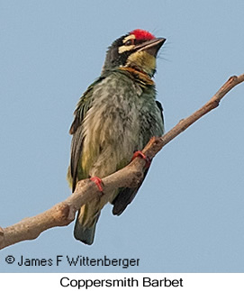 Coppersmith Barbet - © James F Wittenberger and Exotic Birding LLC