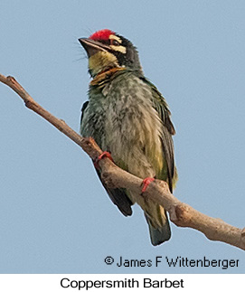 Coppersmith Barbet - © James F Wittenberger and Exotic Birding LLC