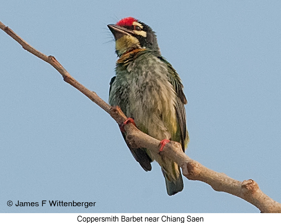 Coppersmith Barbet - © James F Wittenberger and Exotic Birding LLC