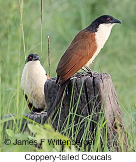 Coppery-tailed Coucal - © James F Wittenberger and Exotic Birding LLC