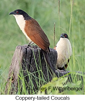 Coppery-tailed Coucal - © James F Wittenberger and Exotic Birding LLC