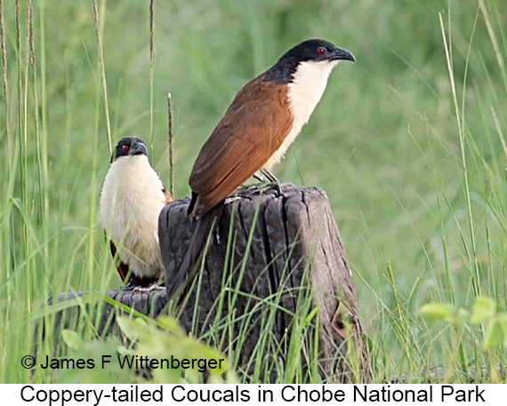 Coppery-tailed Coucal - © James F Wittenberger and Exotic Birding LLC