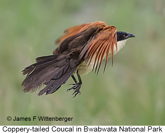 Coppery-tailed Coucal - © James F Wittenberger and Exotic Birding LLC Coppery-tailed Coucal - © James F Wittenberger and Exotic Birding LLC