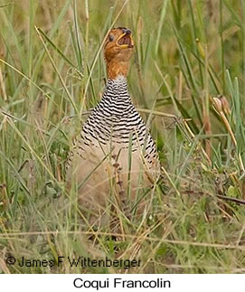 Coqui Francolin - © James F Wittenberger and Exotic Birding LLC