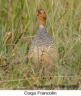 Coqui Francolin - © James F Wittenberger and Exotic Birding Tours Coqui Francolin - © James F Wittenberger and Exotic Birding Tours