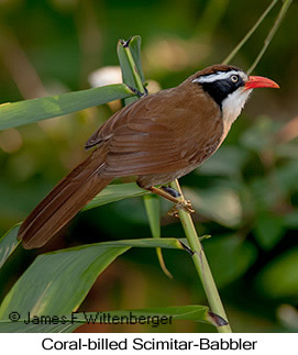 Coral-billed Scimitar-Babbler - © James F Wittenberger and Exotic Birding LLC