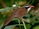 Coral-billed Scimitar-Babbler - © James F Wittenberger and Exotic Birding Tours Coral-billed Scimitar-Babbler - © James F Wittenberger and Exotic Birding Tours