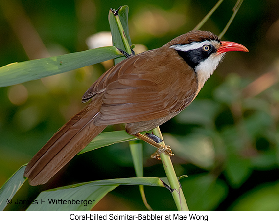 Coral-billed Scimitar-Babbler - © James F Wittenberger and Exotic Birding LLC