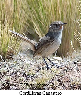 Cordilleran Canastero - © James F Wittenberger and Exotic Birding LLC