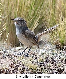 Cordilleran Canastero - © James F Wittenberger and Exotic Birding LLC