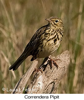 Correndera Pipit - © Laura L Fellows and Exotic Birding LLC