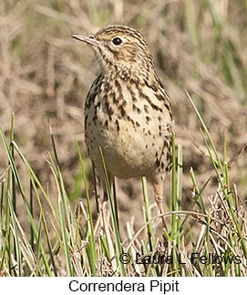 Correndera Pipit - © Laura L Fellows and Exotic Birding LLC