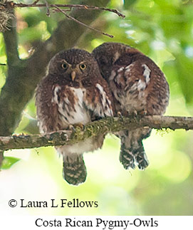 Costa Rican Pygmy-Owl - © Laura L Fellows and Exotic Birding LLC