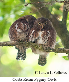 Costa Rican Pygmy-Owl - © Laura L Fellows and Exotic Birding LLC Costa Rican Pygmy-Owl - © Laura L Fellows and Exotic Birding LLC