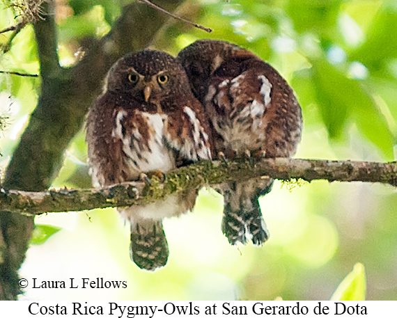 Costa Rican Pygmy-Owl - &copy; James F Wittenberger and Exotic Birding LLC