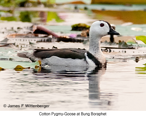 Cotton Pygmy-Goose - © James F Wittenberger and Exotic Birding LLC