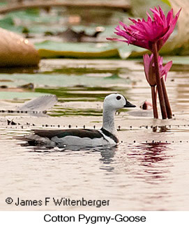 Cotton Pygmy-Goose - © James F Wittenberger and Exotic Birding LLC Cotton Pygmy-Goose - © James F Wittenberger and Exotic Birding LLC