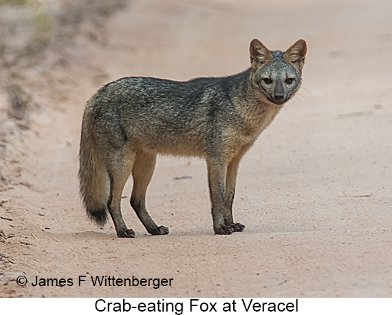 Crab-eating Fox - © James F Wittenberger and Exotic Birding LLC Crab-eating Fox - © James F Wittenberger and Exotic Birding LLC