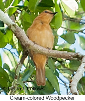 Cream-colored Woodpecker - © Laura L Fellows and Exotic Birding LLC