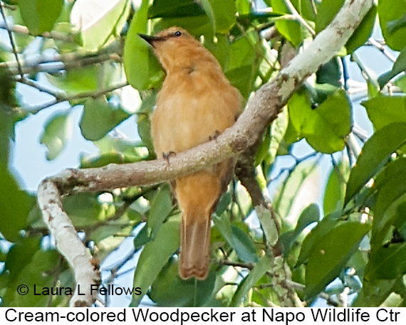Cream-colored Woodpecker - &copy; Laura L Fellows and Exotic Birding Tours