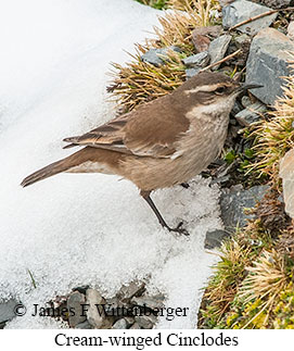 Cream-winged Cinclodes - © James F Wittenberger and Exotic Birding LLC