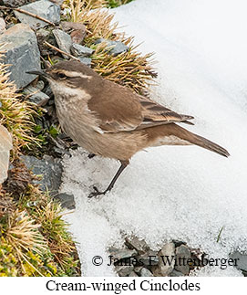 Cream-winged Cinclodes - © James F Wittenberger and Exotic Birding LLC