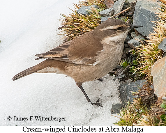 Cream-winged Cinclodes - © James F Wittenberger and Exotic Birding LLC