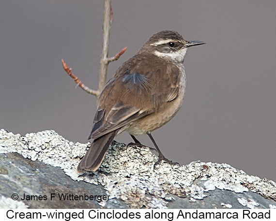 Cream-winged Cinclodes - © James F Wittenberger and Exotic Birding LLC