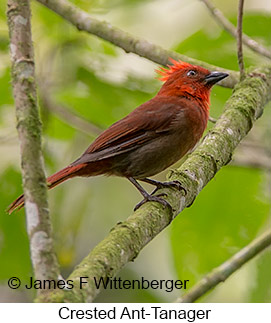 Crested Ant-Tanager - © James F Wittenberger and Exotic Birding LLC