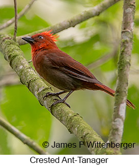 Crested Ant-Tanager - © James F Wittenberger and Exotic Birding LLC