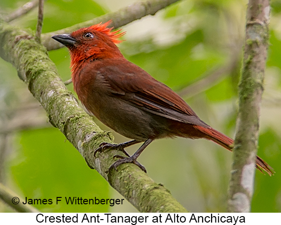 Crested Ant-Tanager - © James F Wittenberger and Exotic Birding LLC