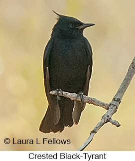 Crested Black-Tyrant - © Laura L Fellows and Exotic Birding LLC