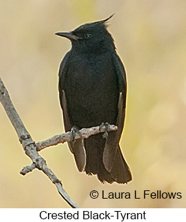 Crested Black-Tyrant - © Laura L Fellows and Exotic Birding LLC