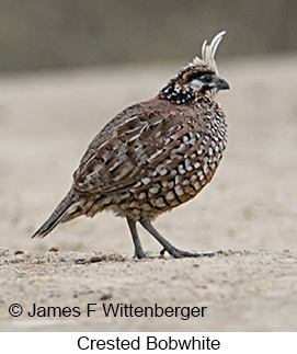 Crested Bobwhite - © James F Wittenberger and Exotic Birding LLC