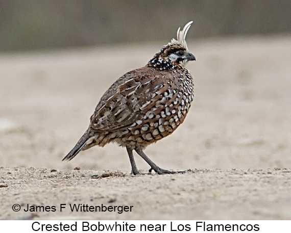 Crested Bobwhite - © James F Wittenberger and Exotic Birding LLC