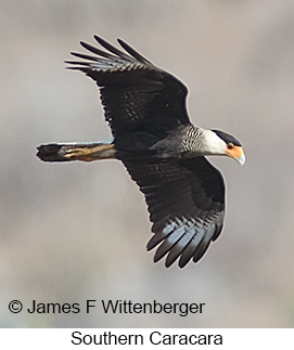 Crested Caracara - © James F Wittenberger and Exotic Birding LLC